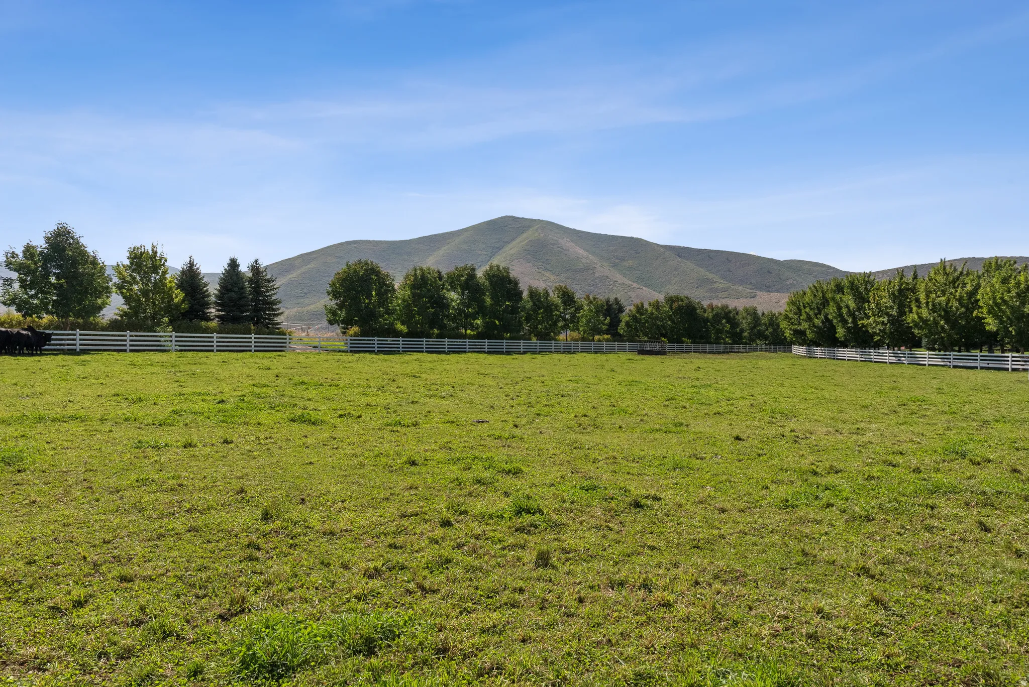Expansive green pasture framed by white fencing and mature trees, set against a mountainous backdrop