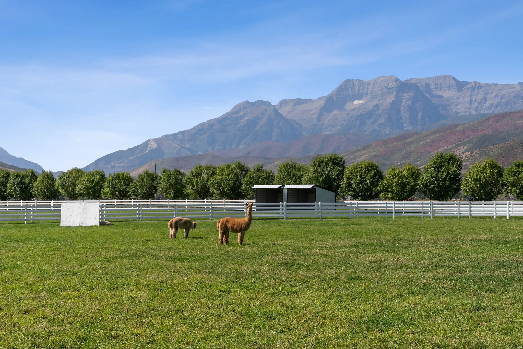 Expansive green pasture enclosed by a white four-rail fence, featuring two animal shelters