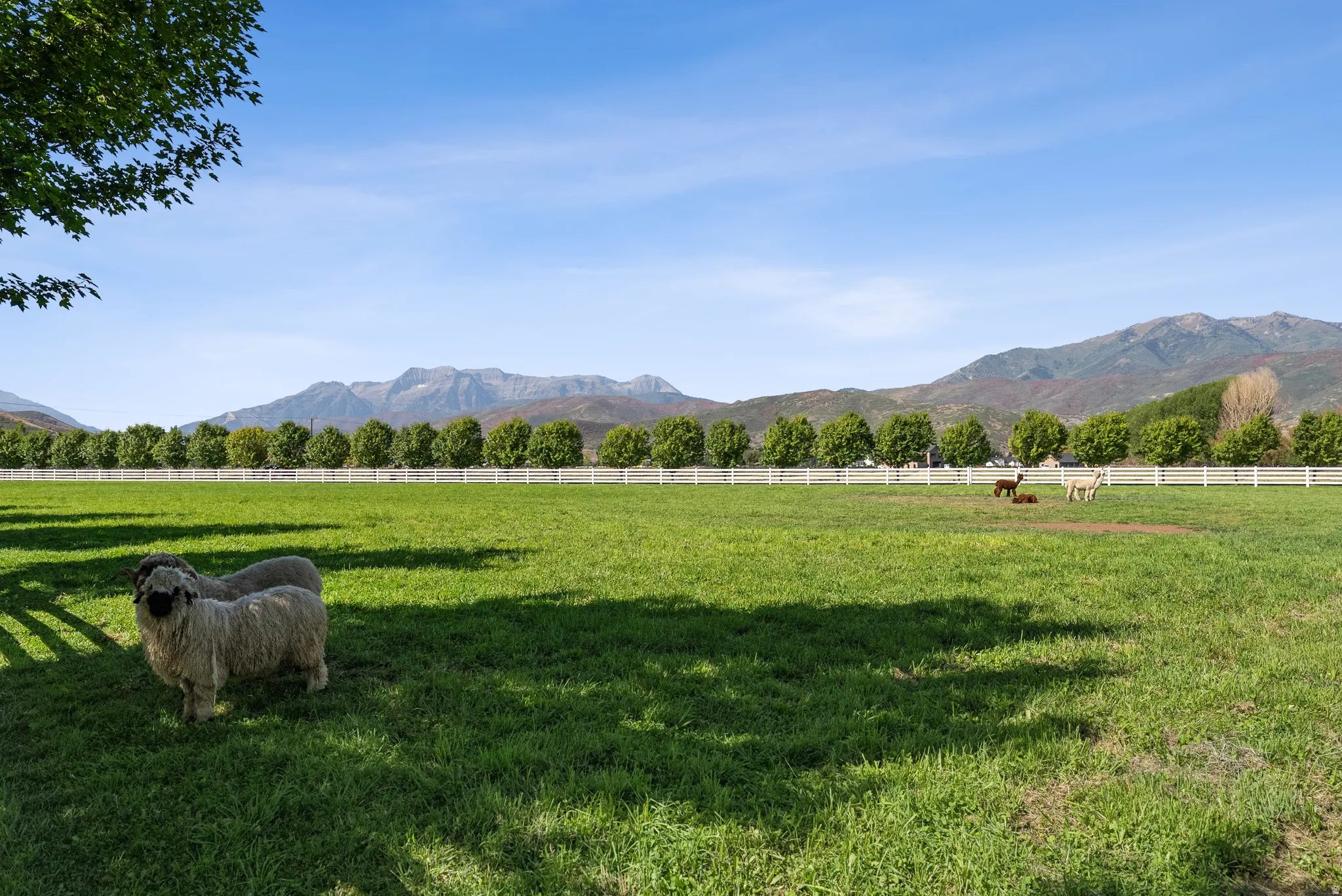 Expansive green field featuring a white post-and-rail fence