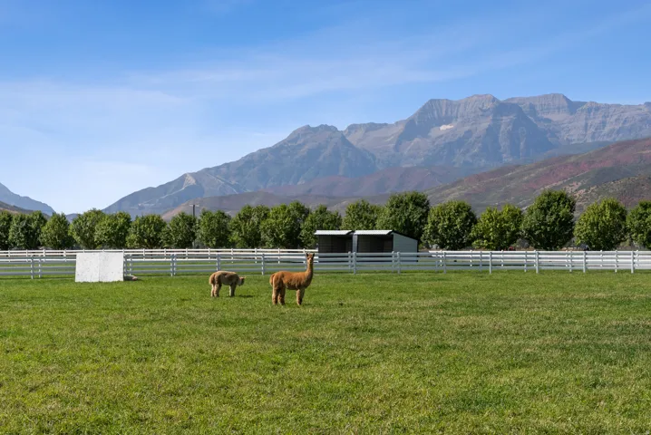 Expansive green pasture enclosed by a white four-rail fence, featuring two animal shelters