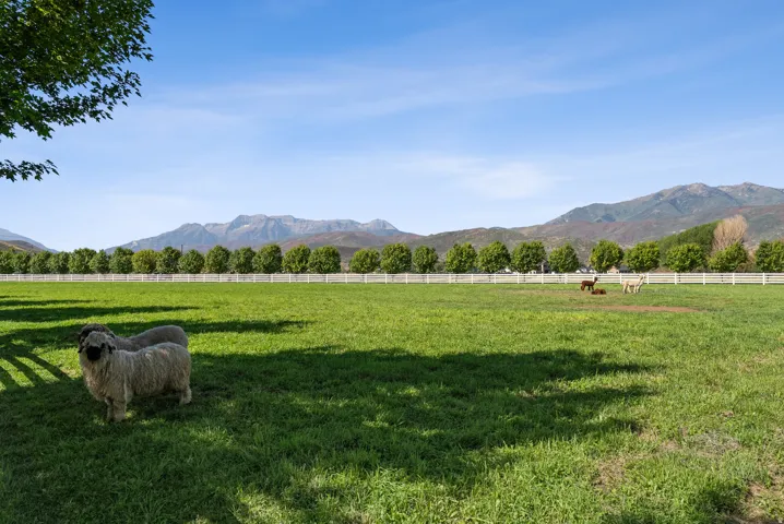 Expansive green field featuring a white post-and-rail fence