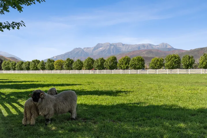 Expansive green pasture framed by a white rail fence