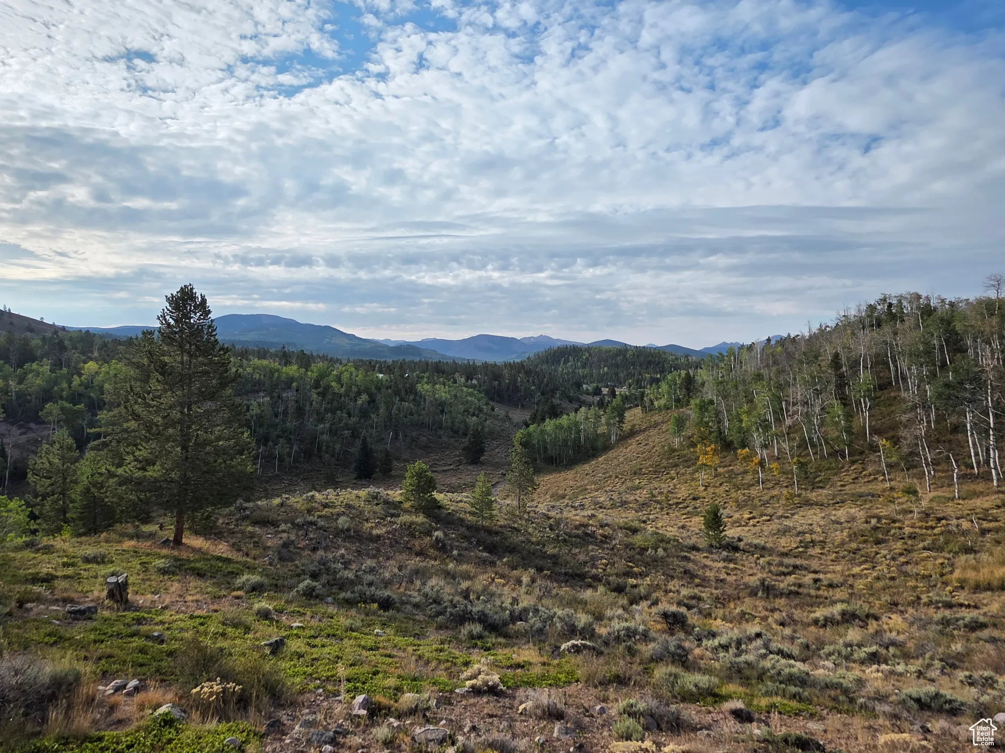 View of mountain backdrop featuring a heavily wooded area