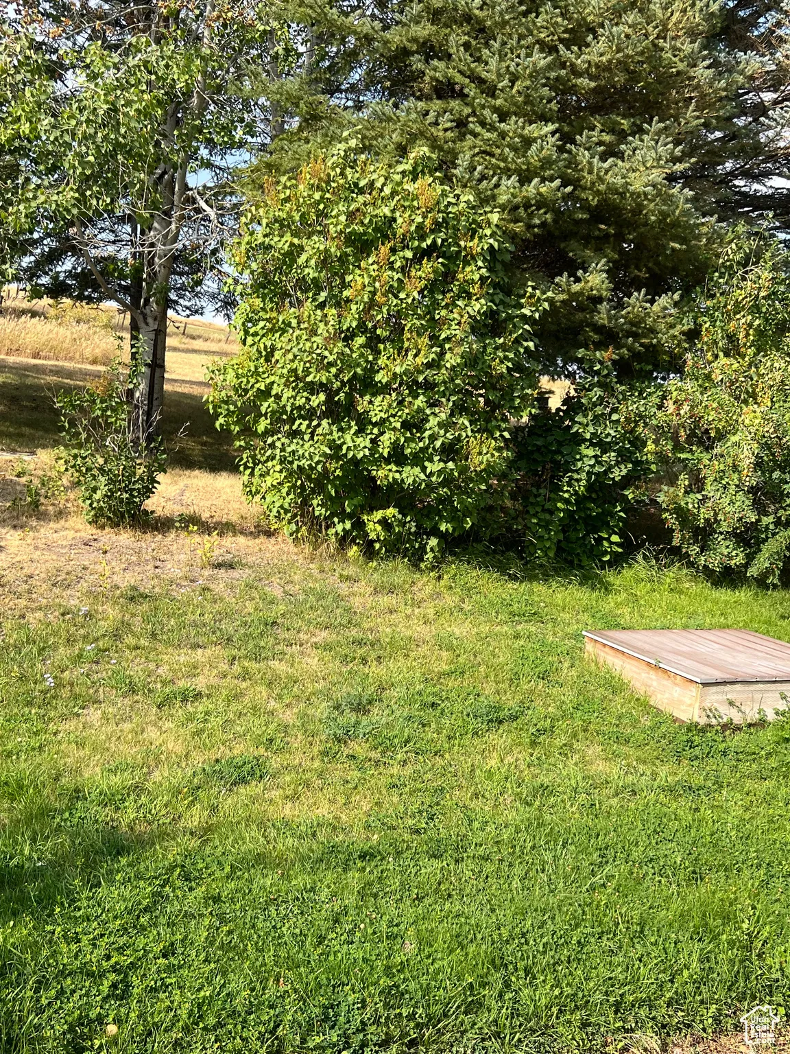 View of grassy yard