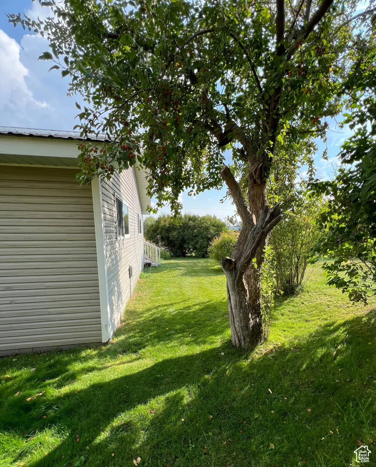 View of grassy yard