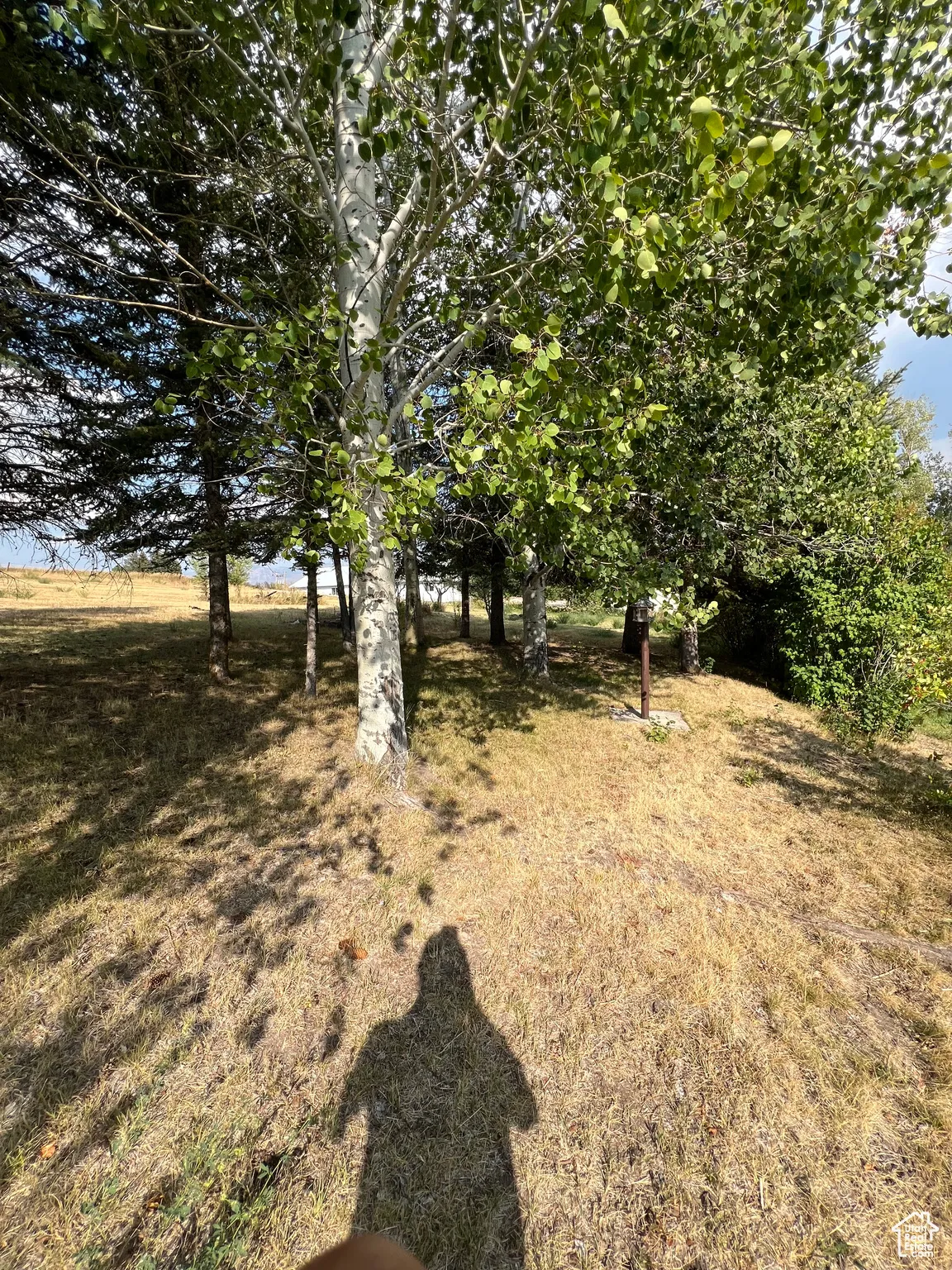 View of grassy yard