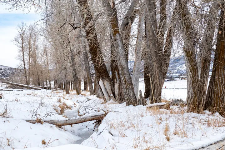 Snowy view