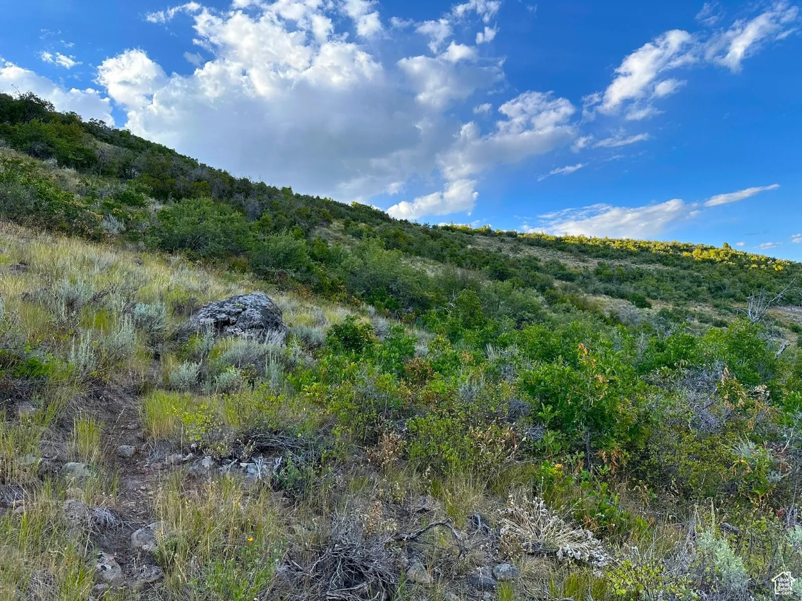 View of nature