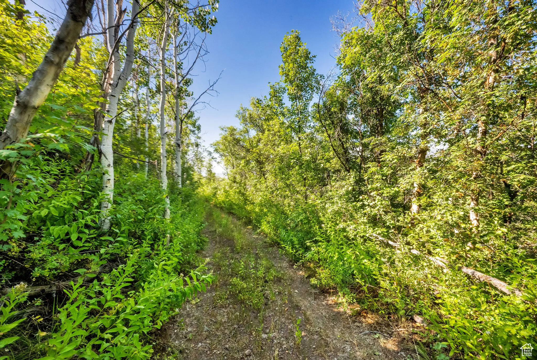 View of tree filled area