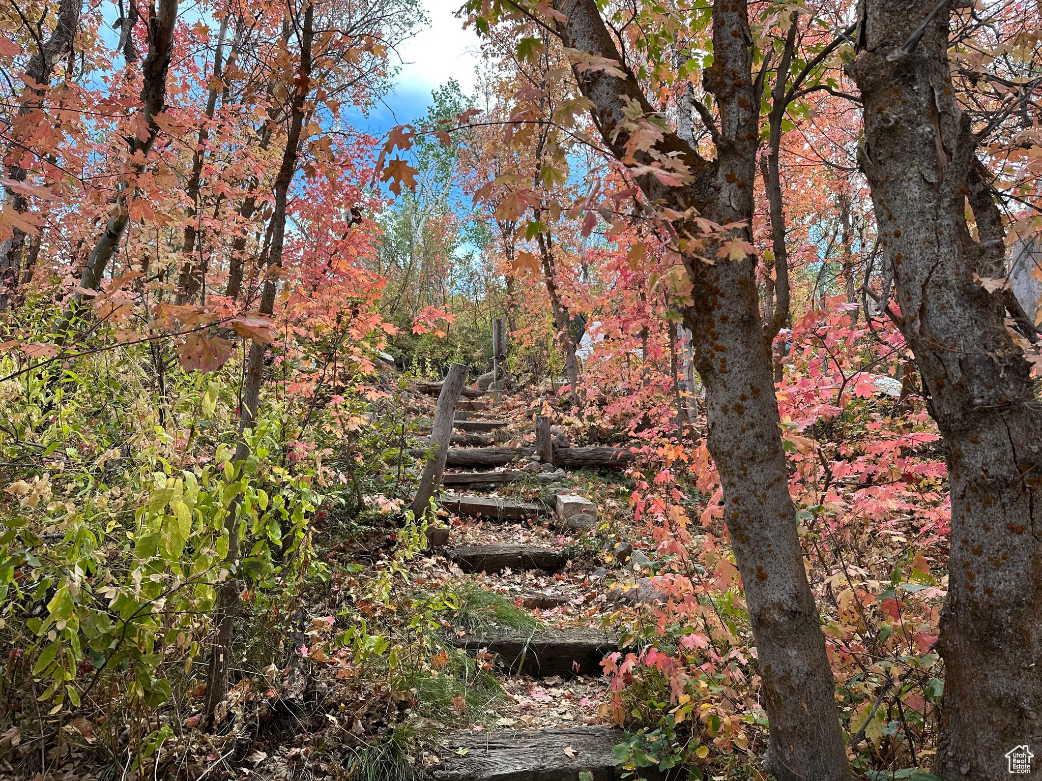 View of local wilderness