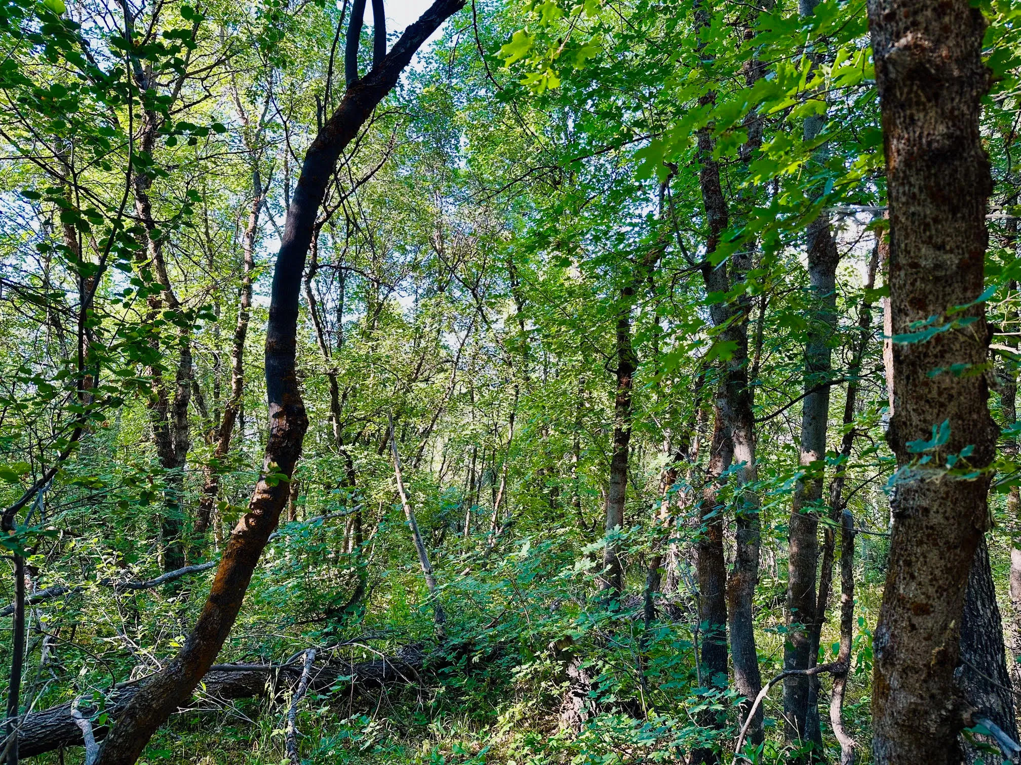 View of tree filled area
