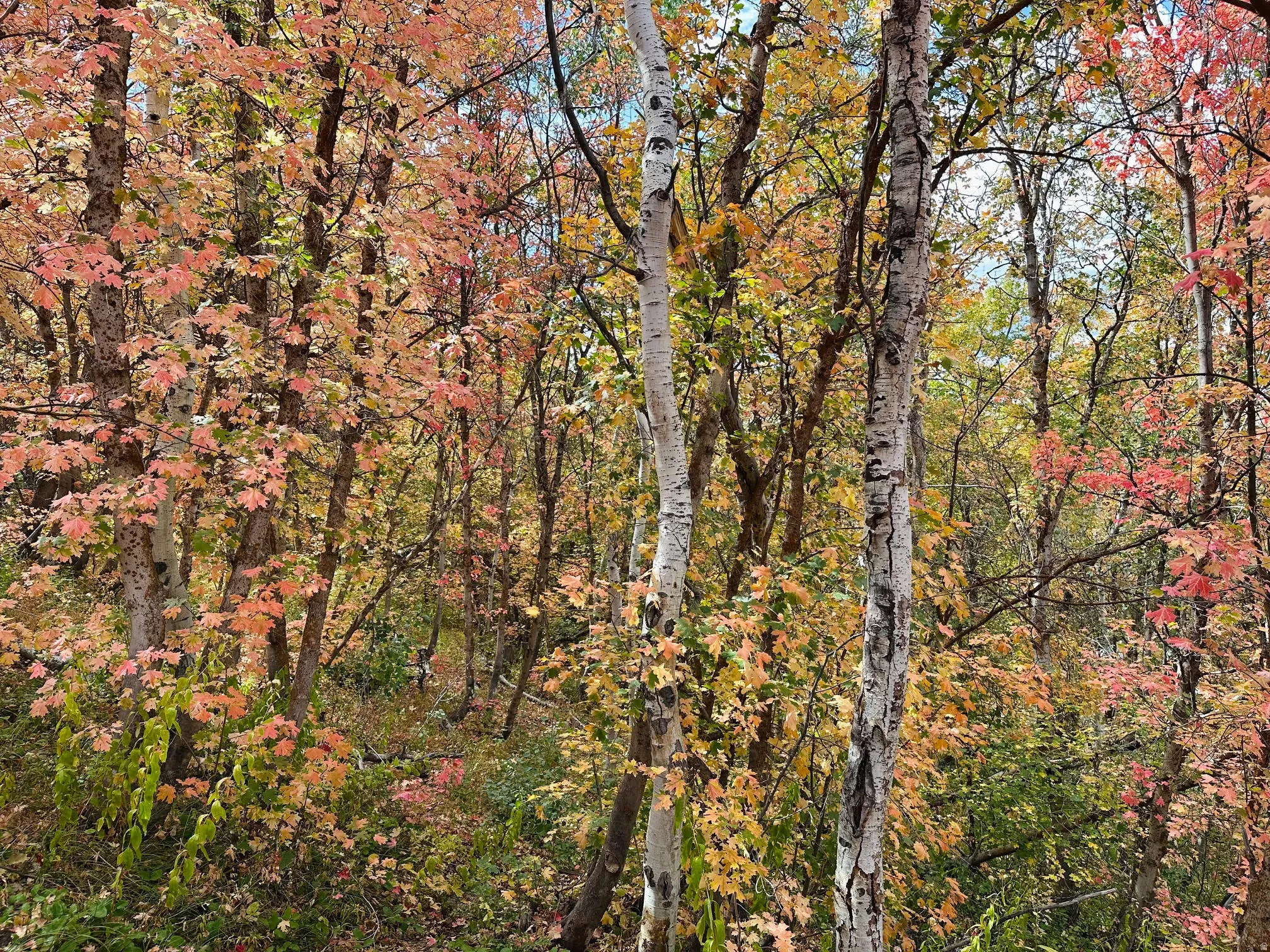 View of wooded area