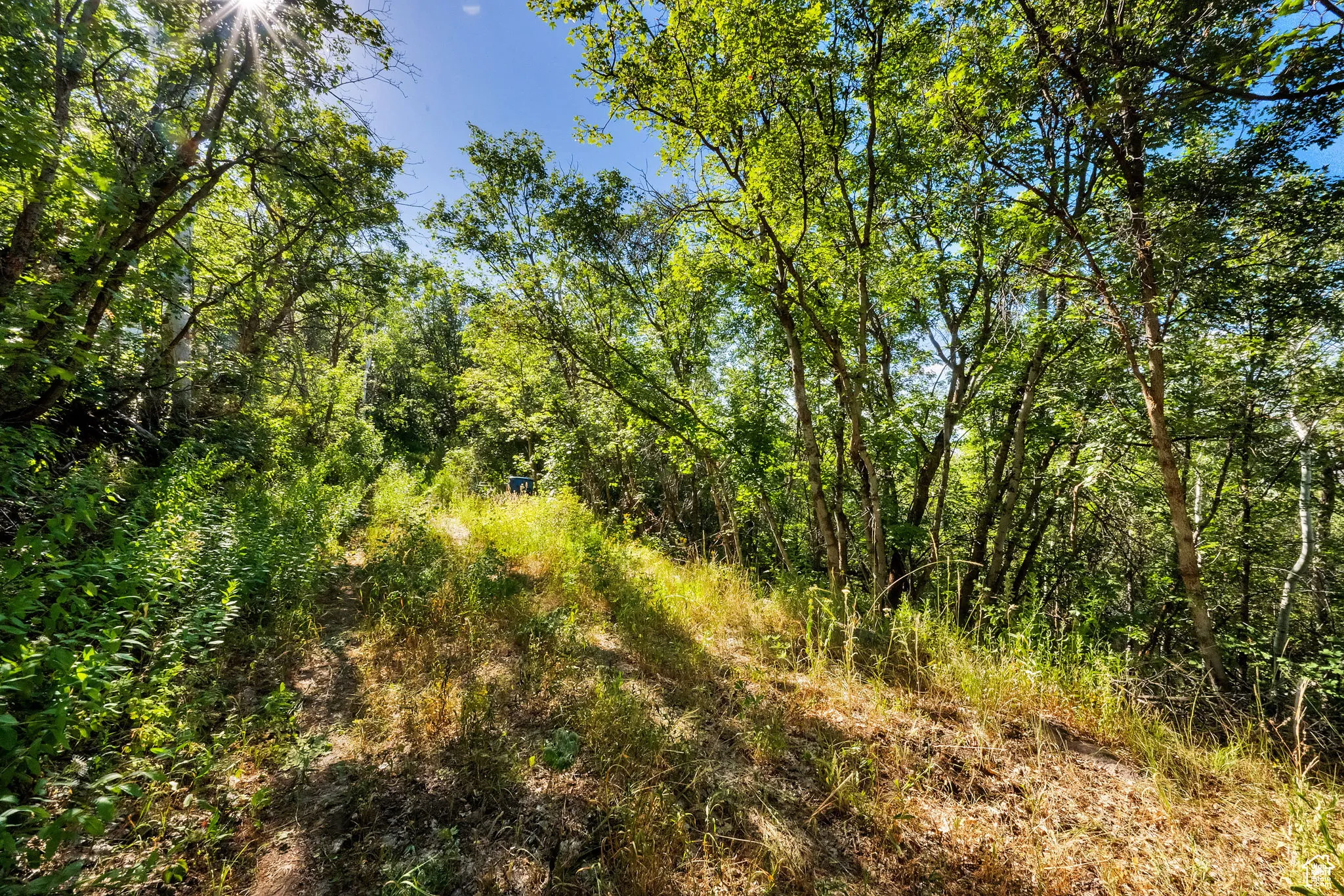 View of wooded area