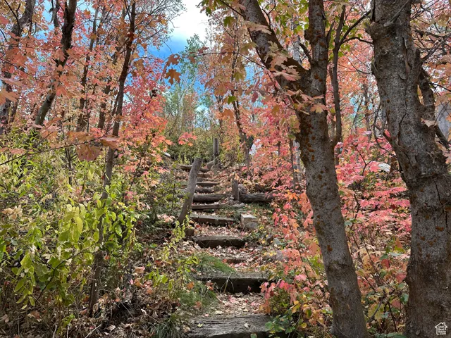 View of local wilderness
