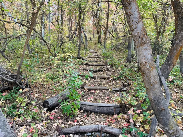 View of tree filled area