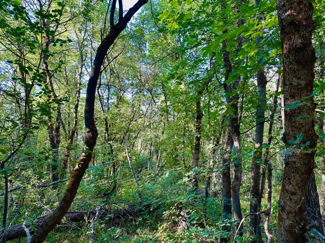 View of tree filled area