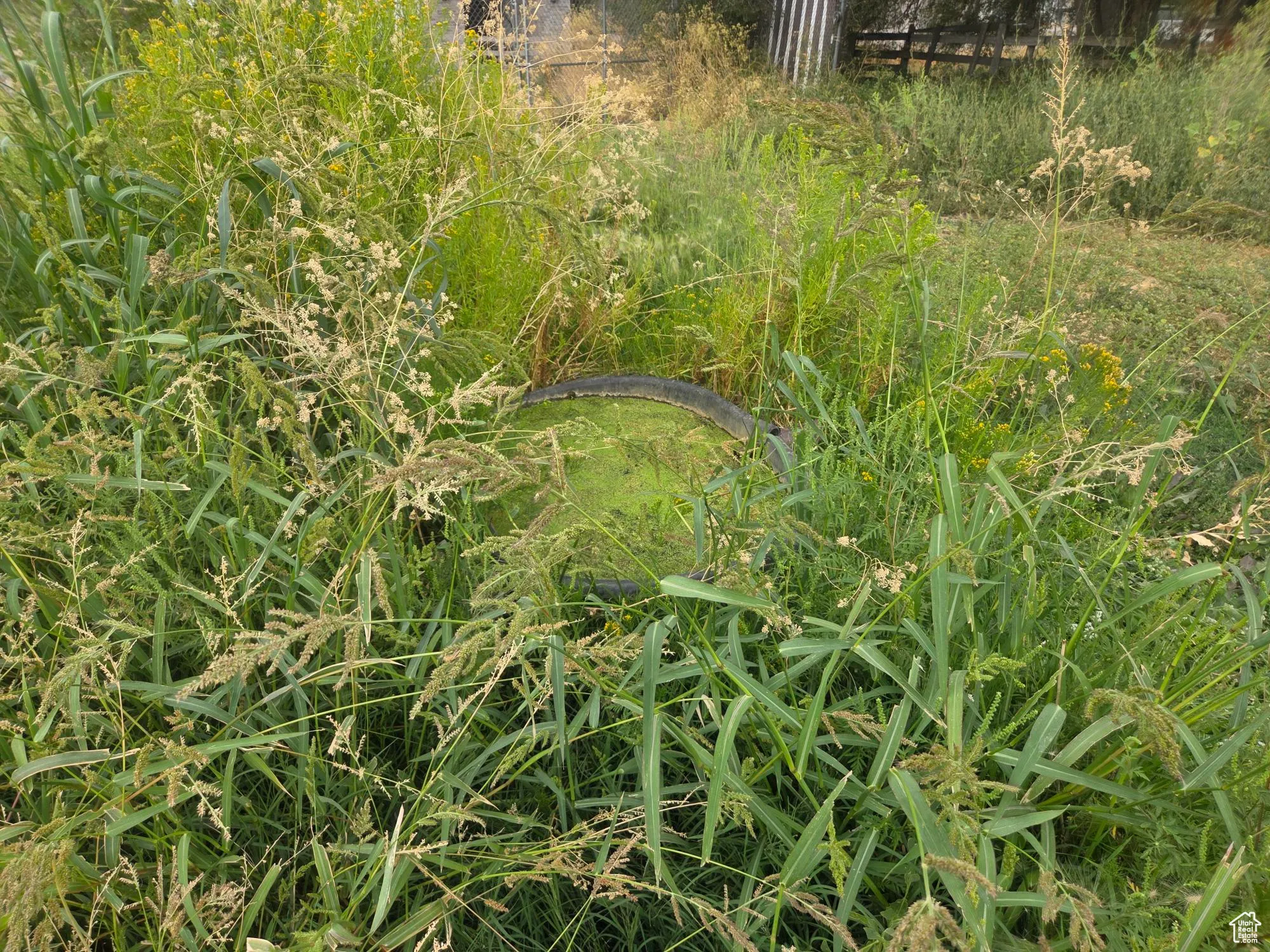 View of local wilderness