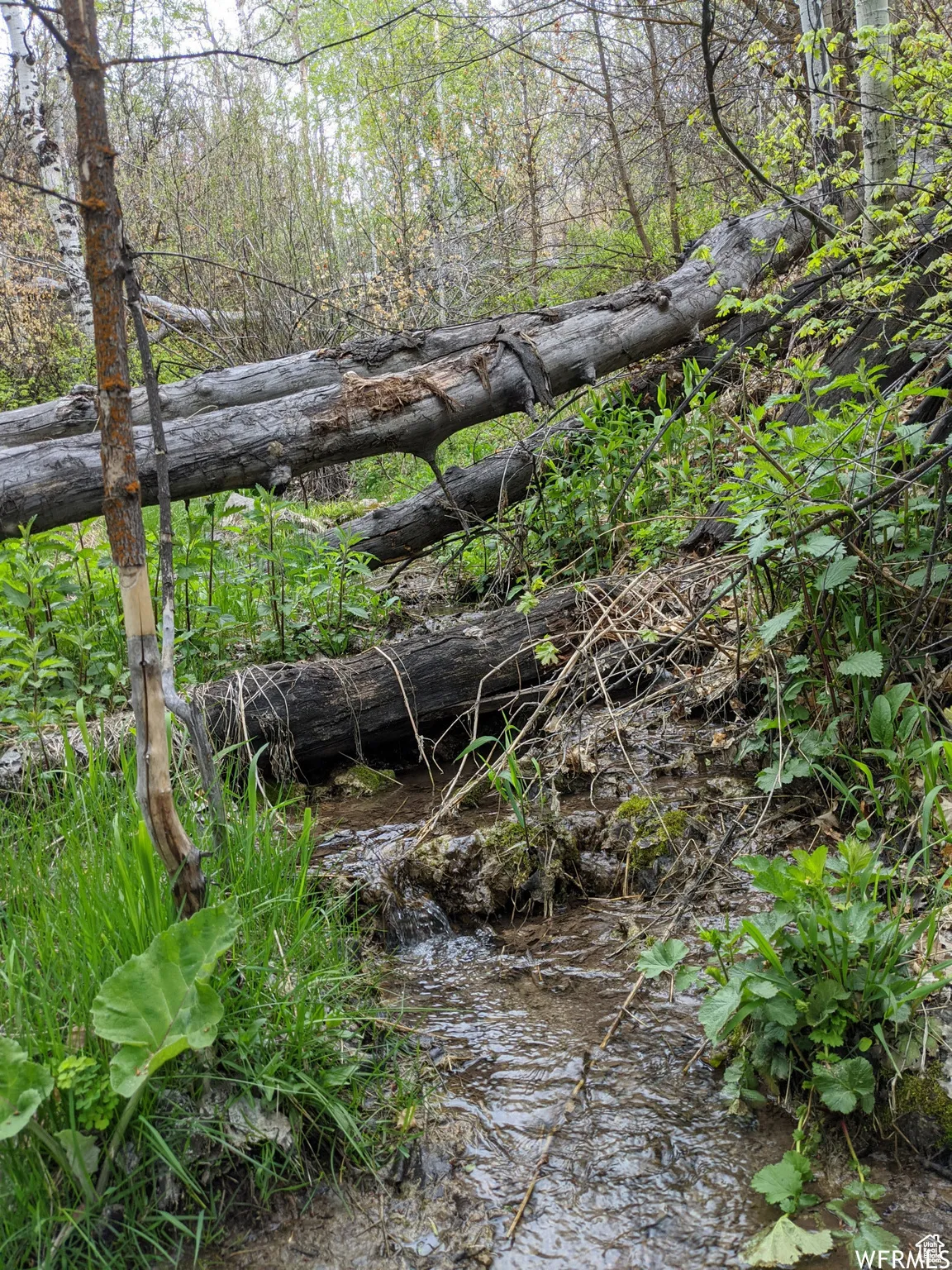 Seasonal stream on the property