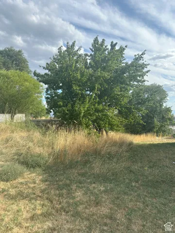 View of local wilderness