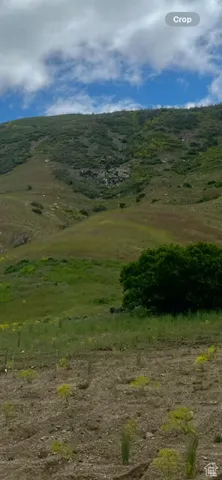 View of local wilderness