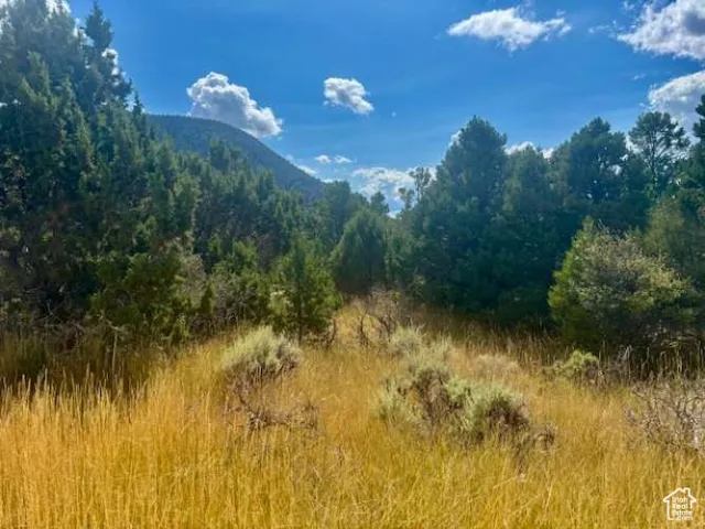 View of mountain background featuring a heavily wooded area