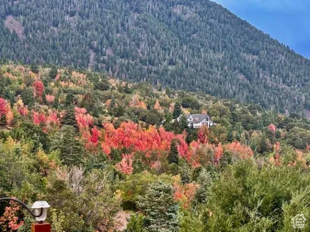 View of mountain background with a heavily wooded area
