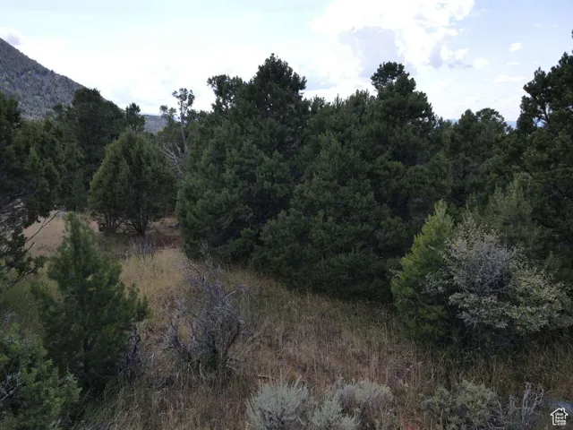 View of tree filled area