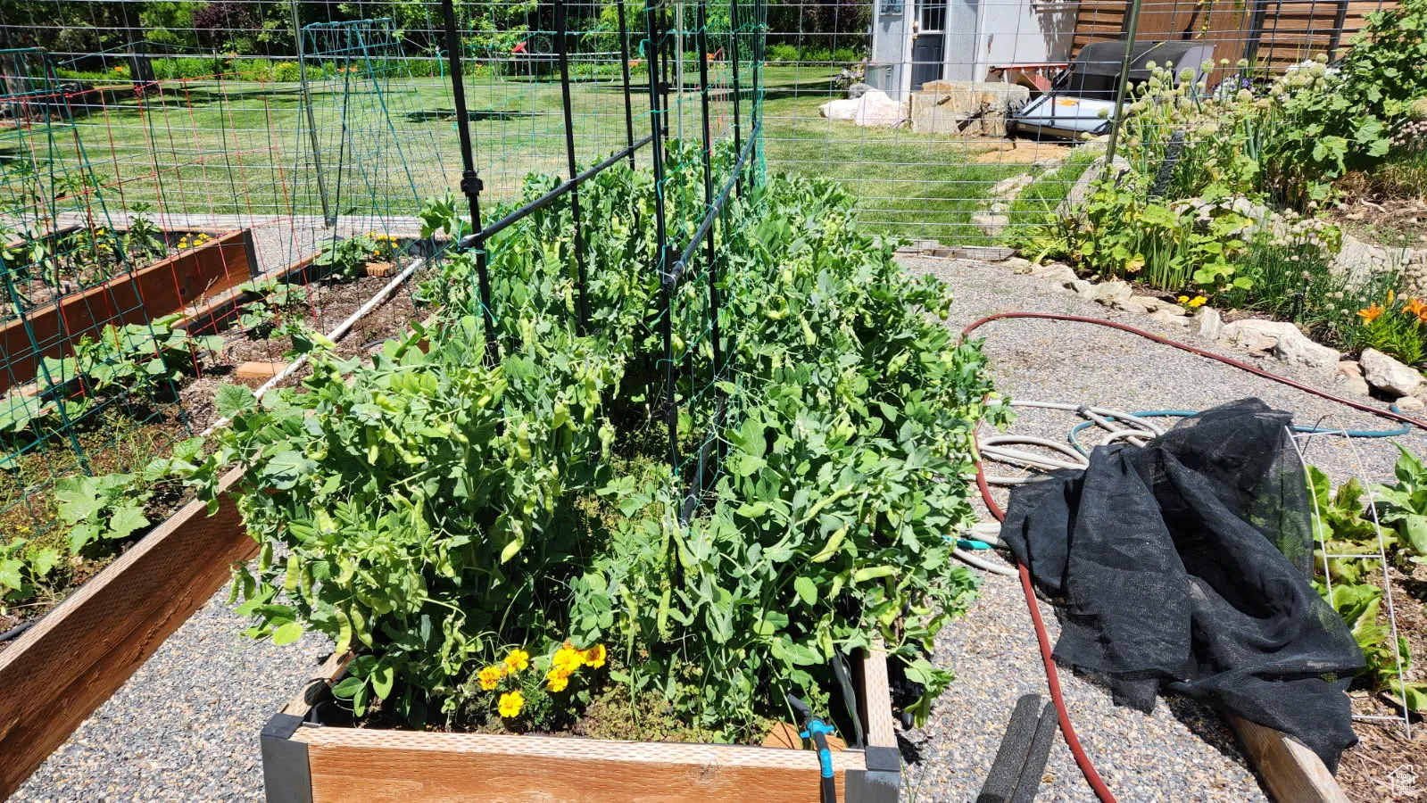 View of yard with a vegetable garden
