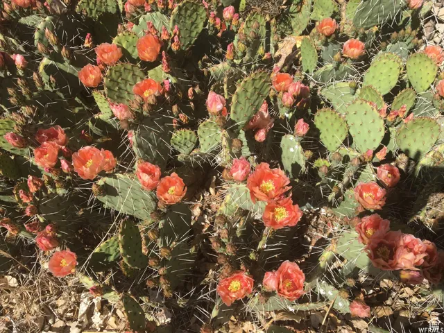 Desert blooms