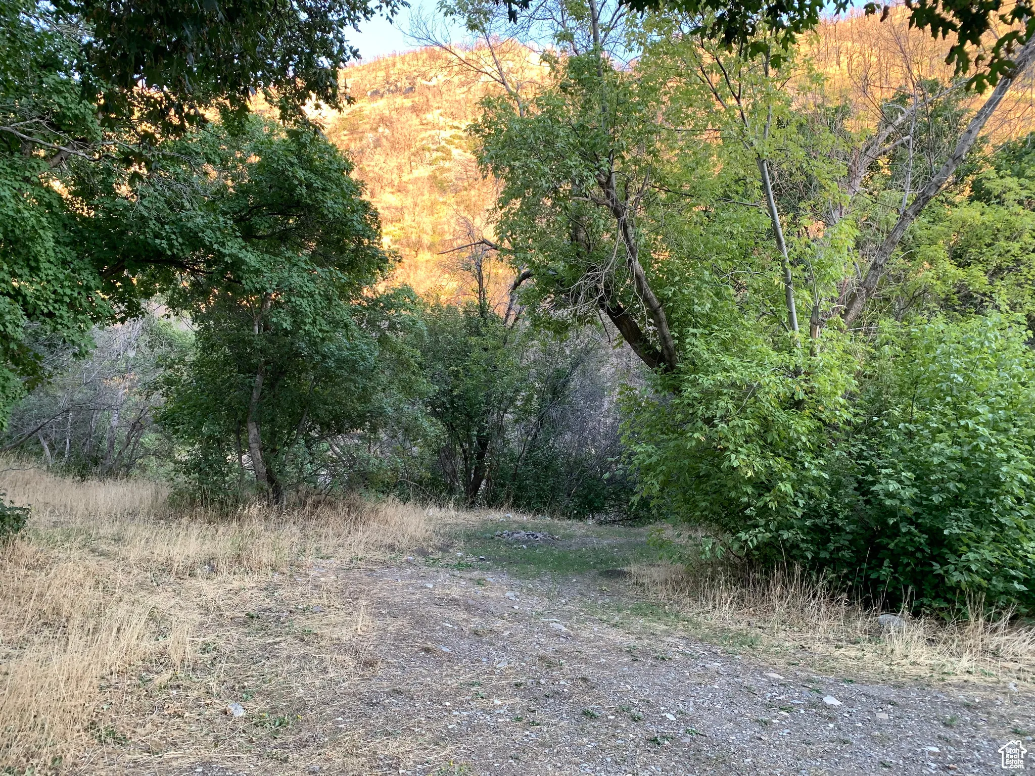 View of woods