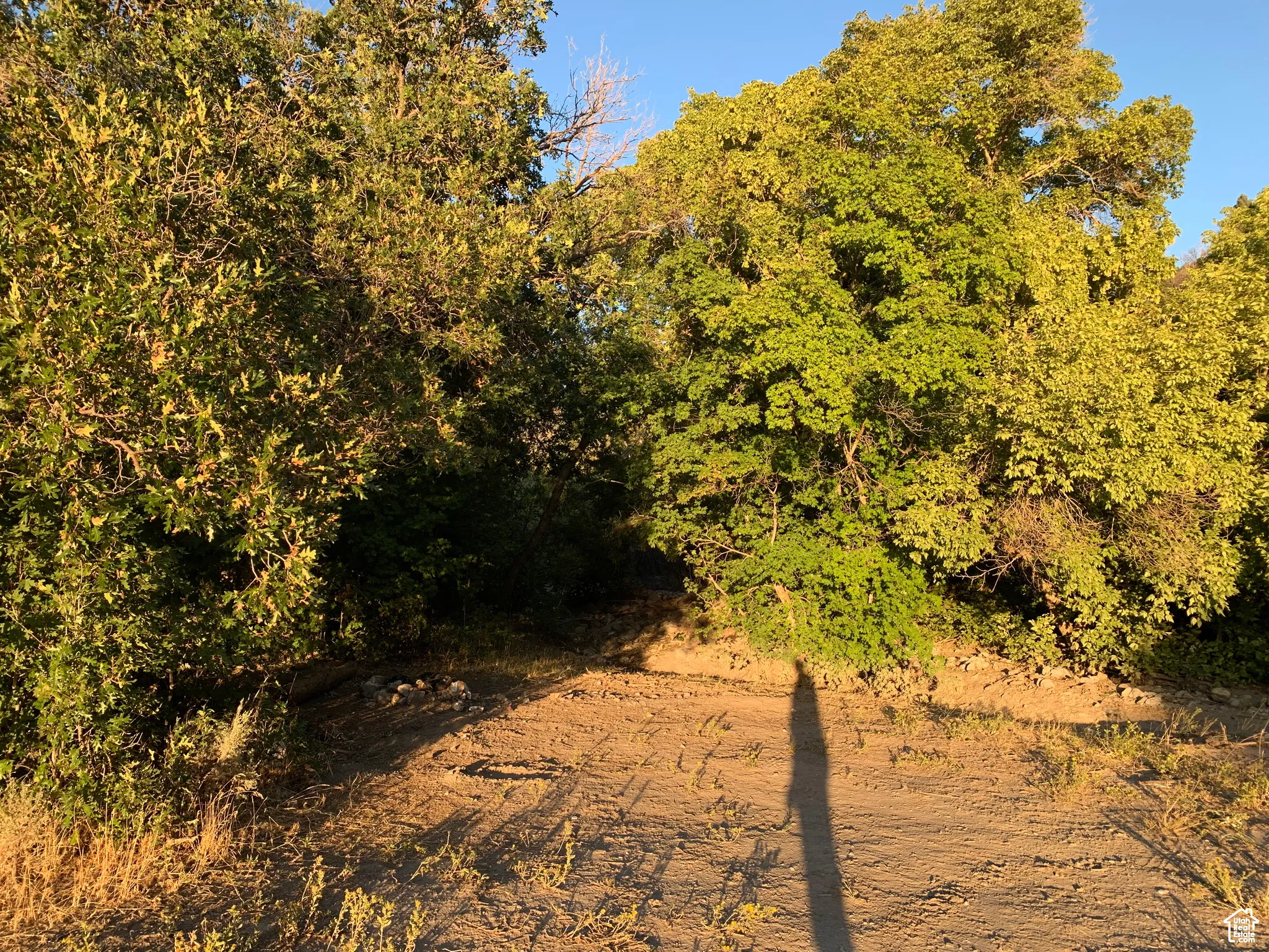 View of wooded area