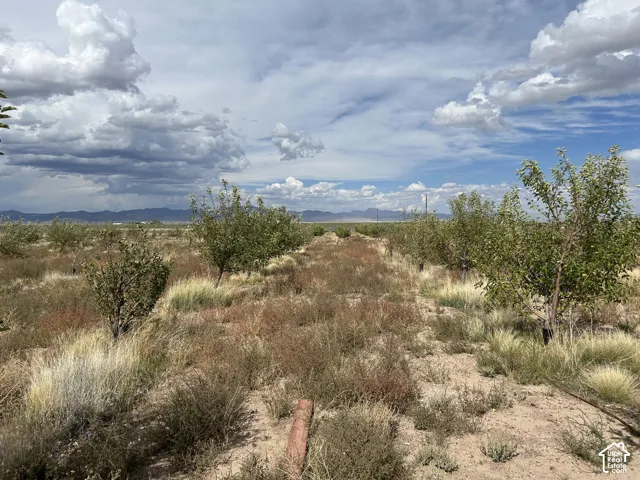 View of nature