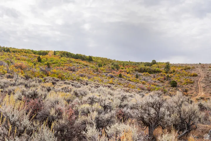 View of local wilderness