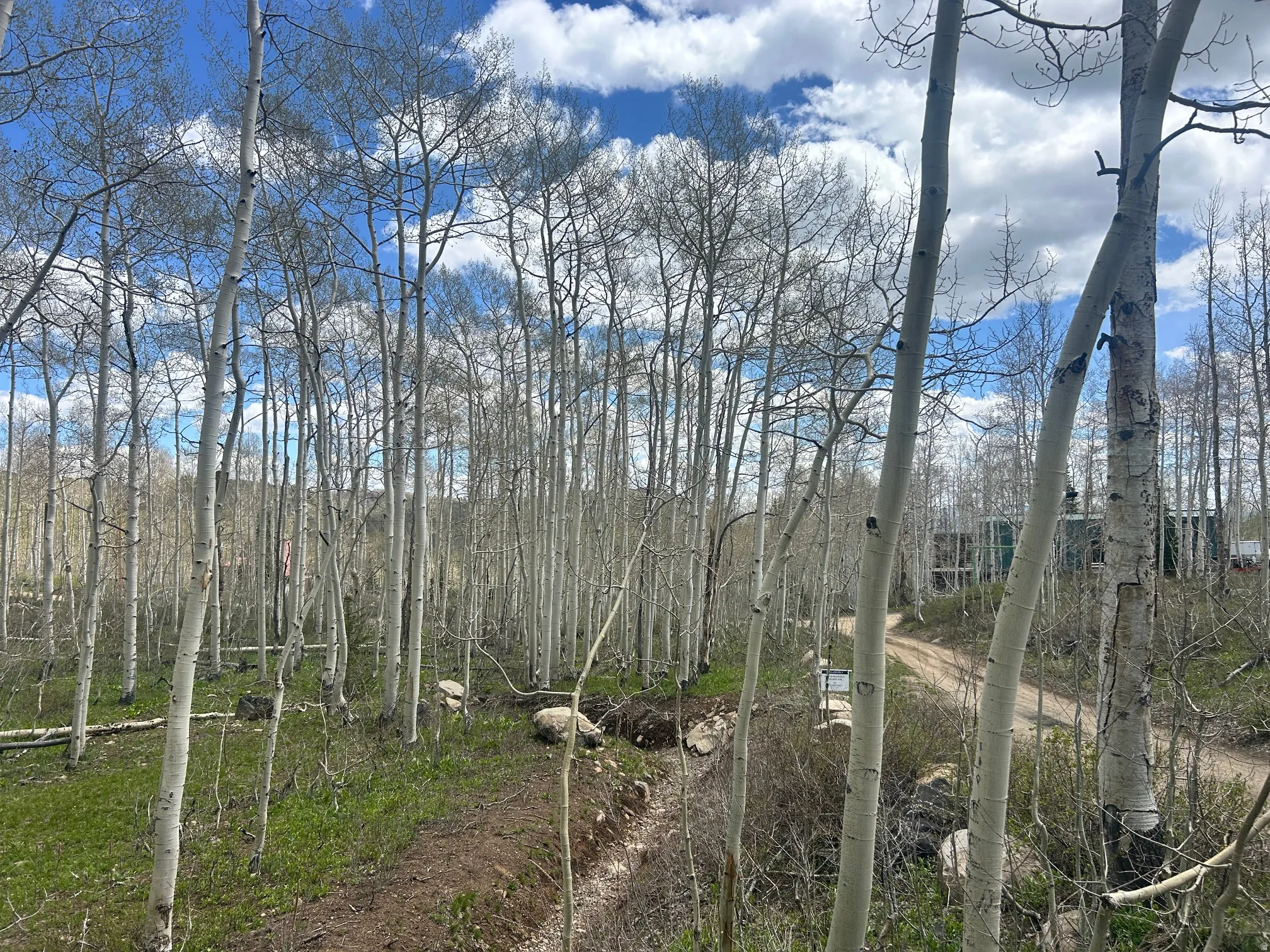 Wooded lot featuring numerous mature aspen trees