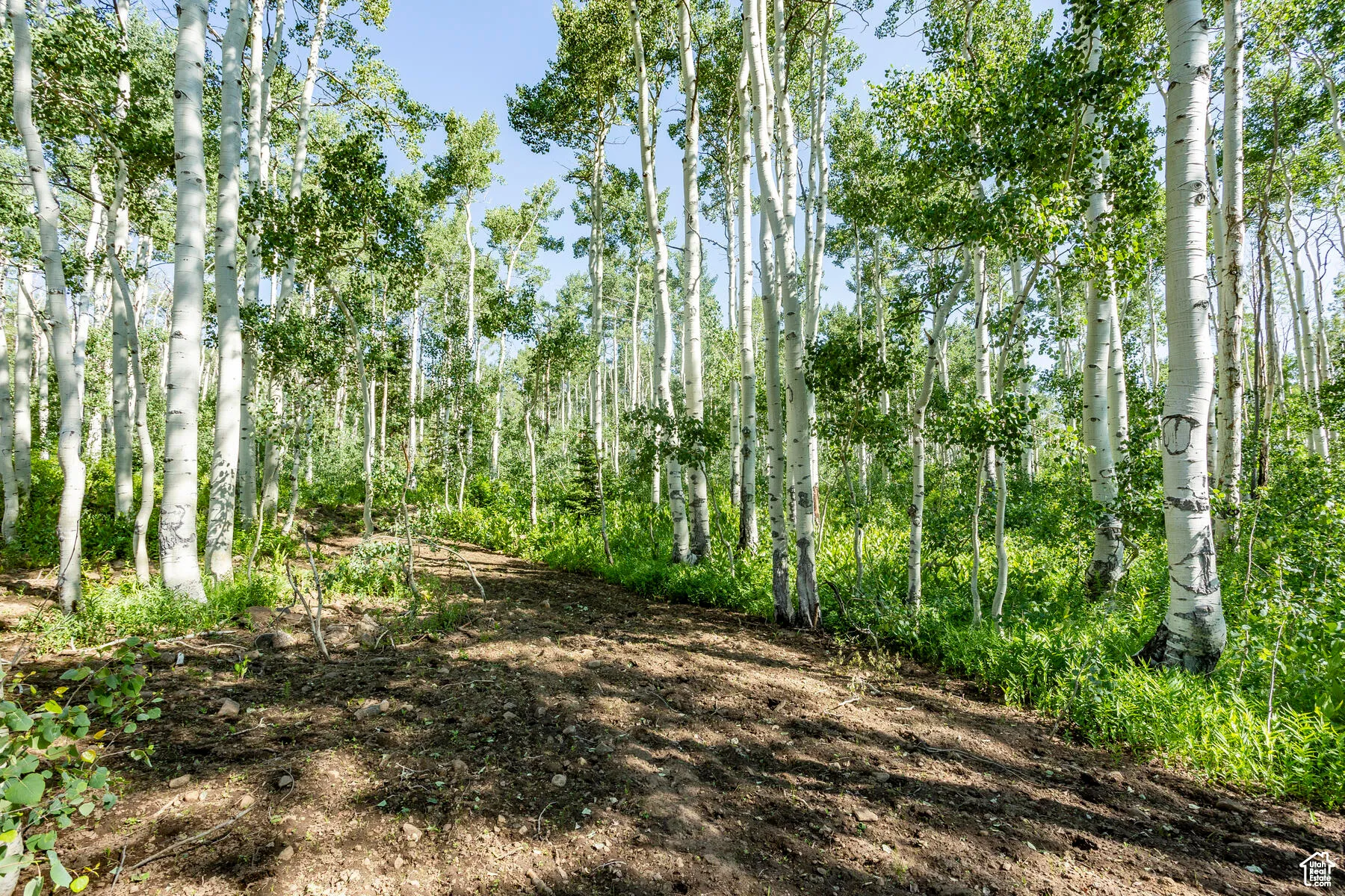 View of nature