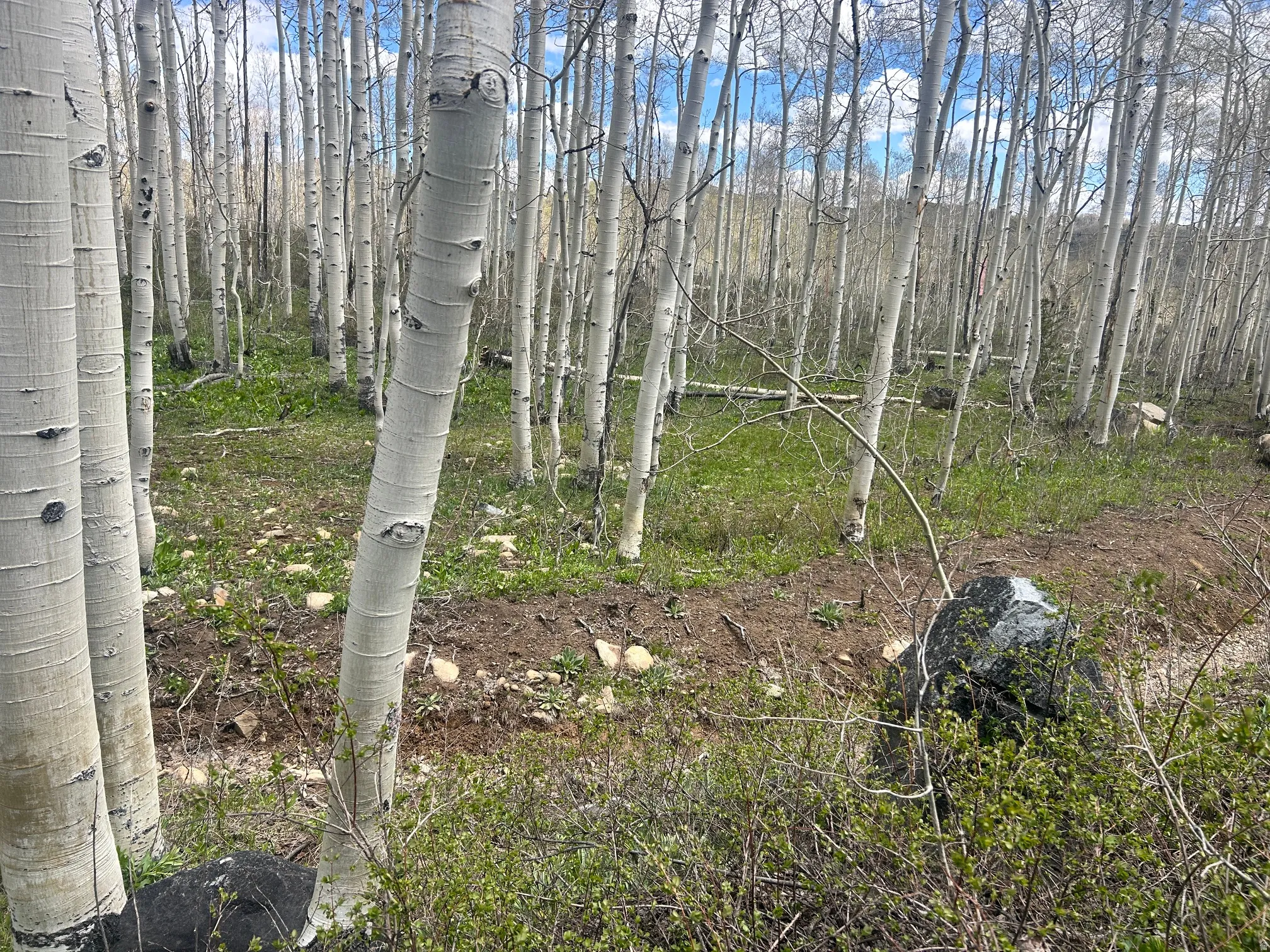 Woodland setting featuring numerous mature aspen trees with white bark
