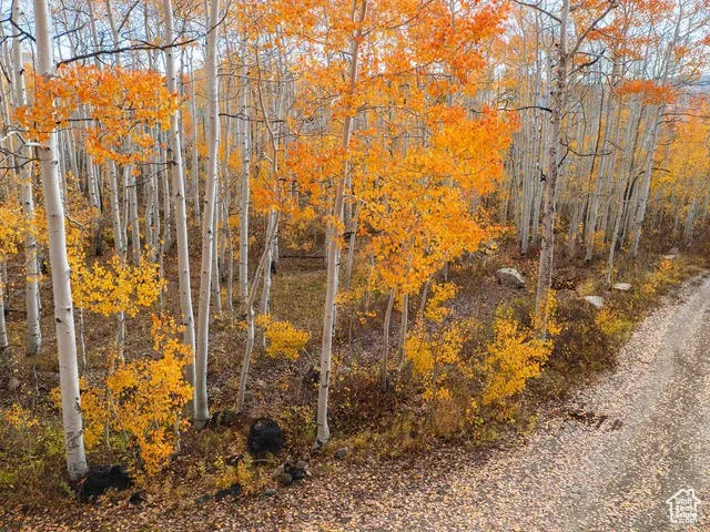 View of wooded area