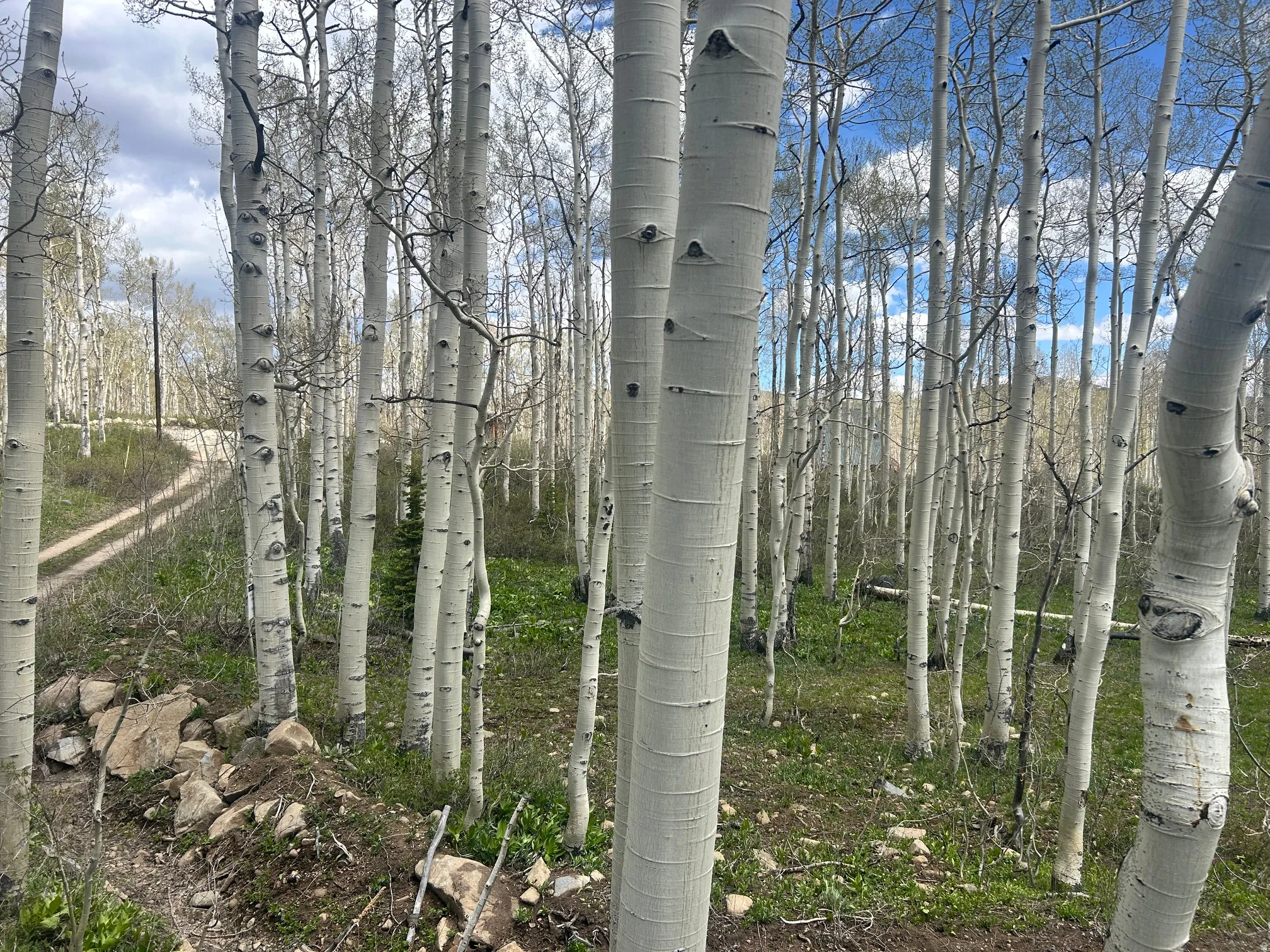Expansive natural landscape featuring a dense grove of mature aspen trees, a winding unpaved road, and a partially rock-lined embankment
