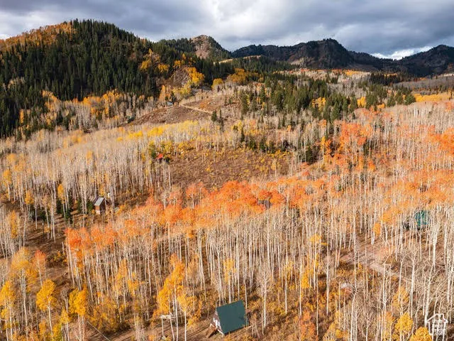 Mountain view with a forest