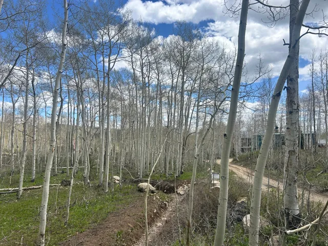 Wooded lot featuring numerous mature aspen trees