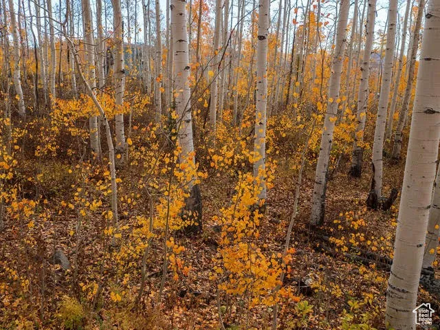 View of local wilderness