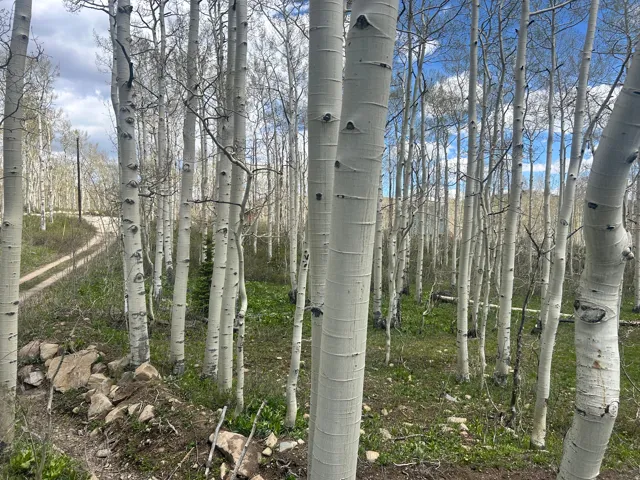 Expansive natural landscape featuring a dense grove of mature aspen trees, a winding unpaved road, and a partially rock-lined embankment