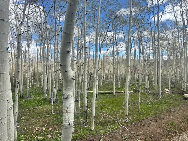 Dense grove of mature aspen trees featuring white bark