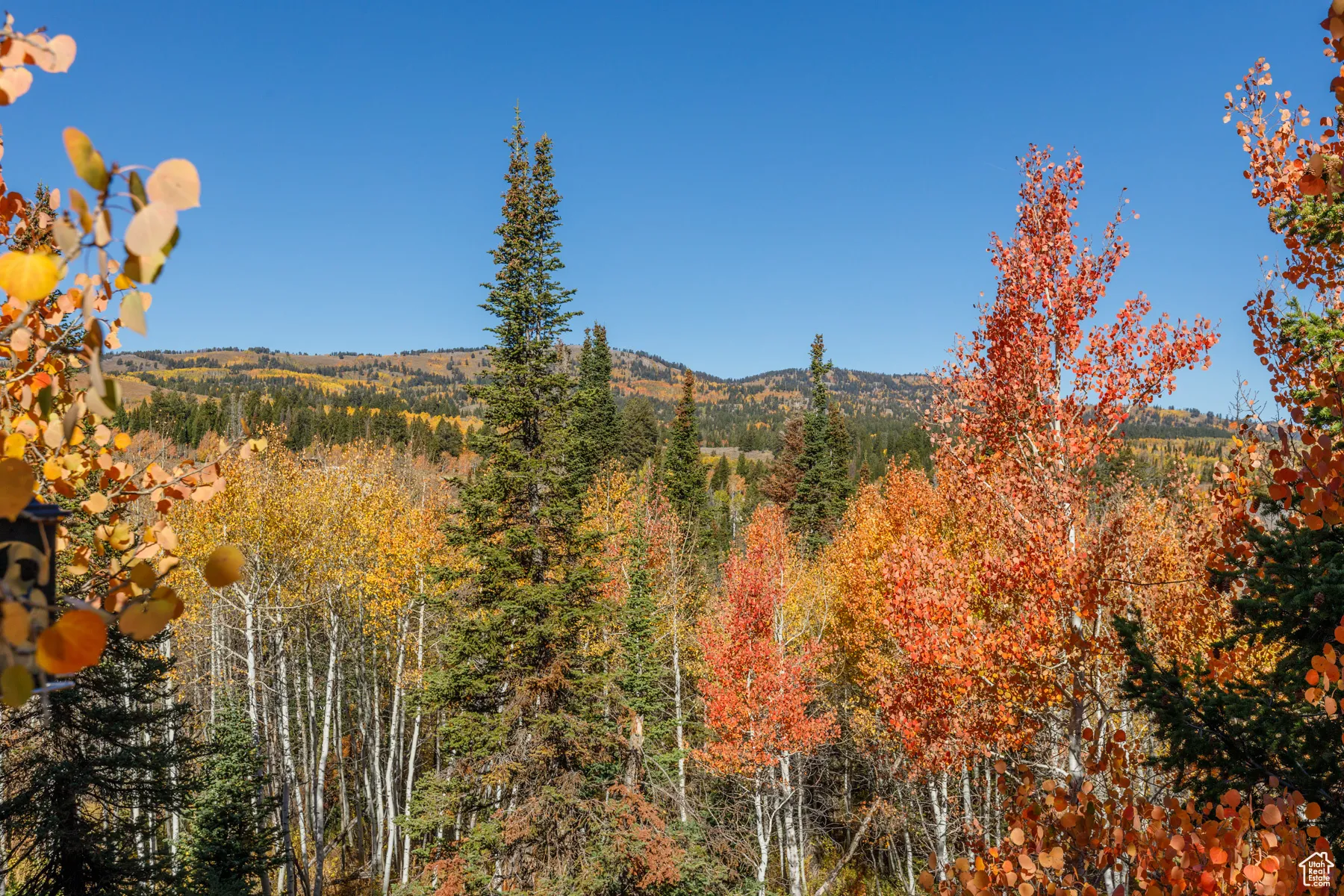 View of mountain background featuring a heavily wooded area