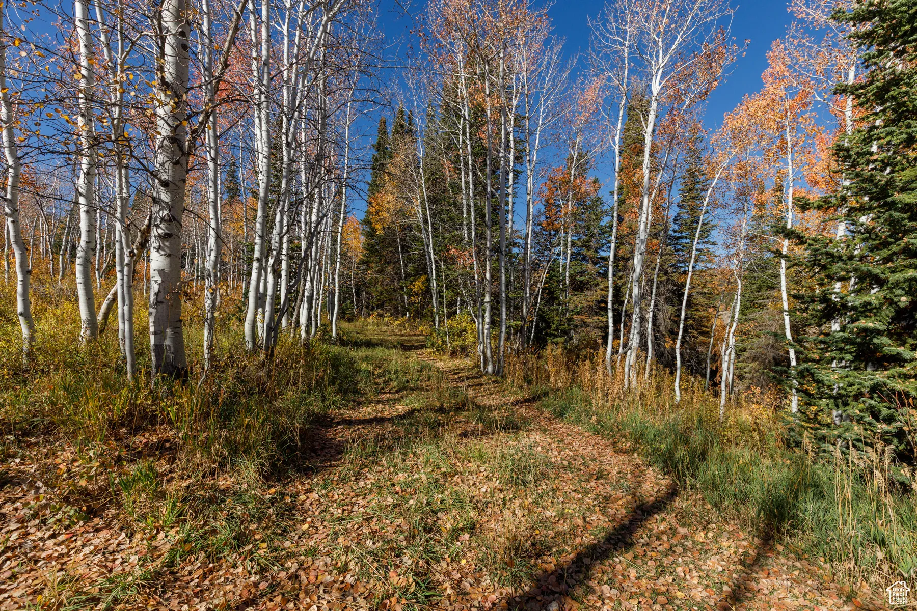 View of tree filled area