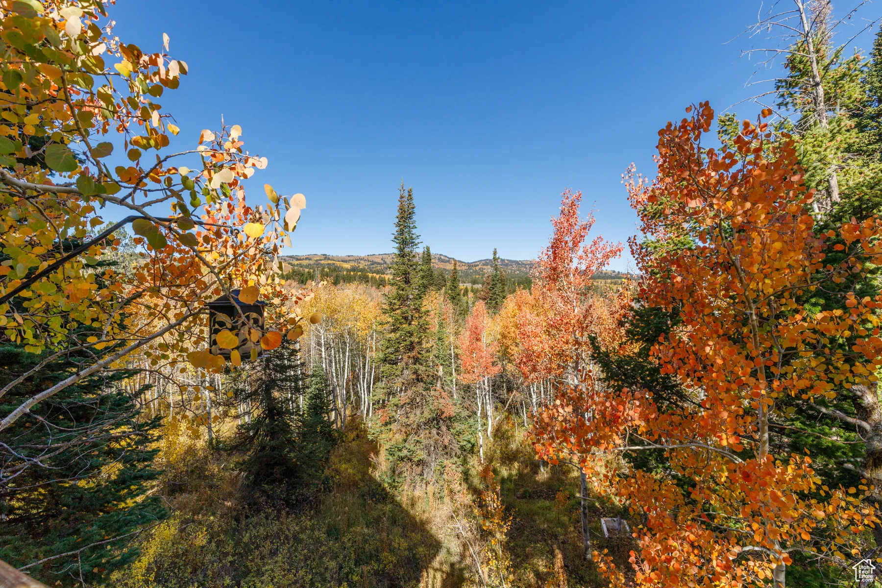 View of wooded area