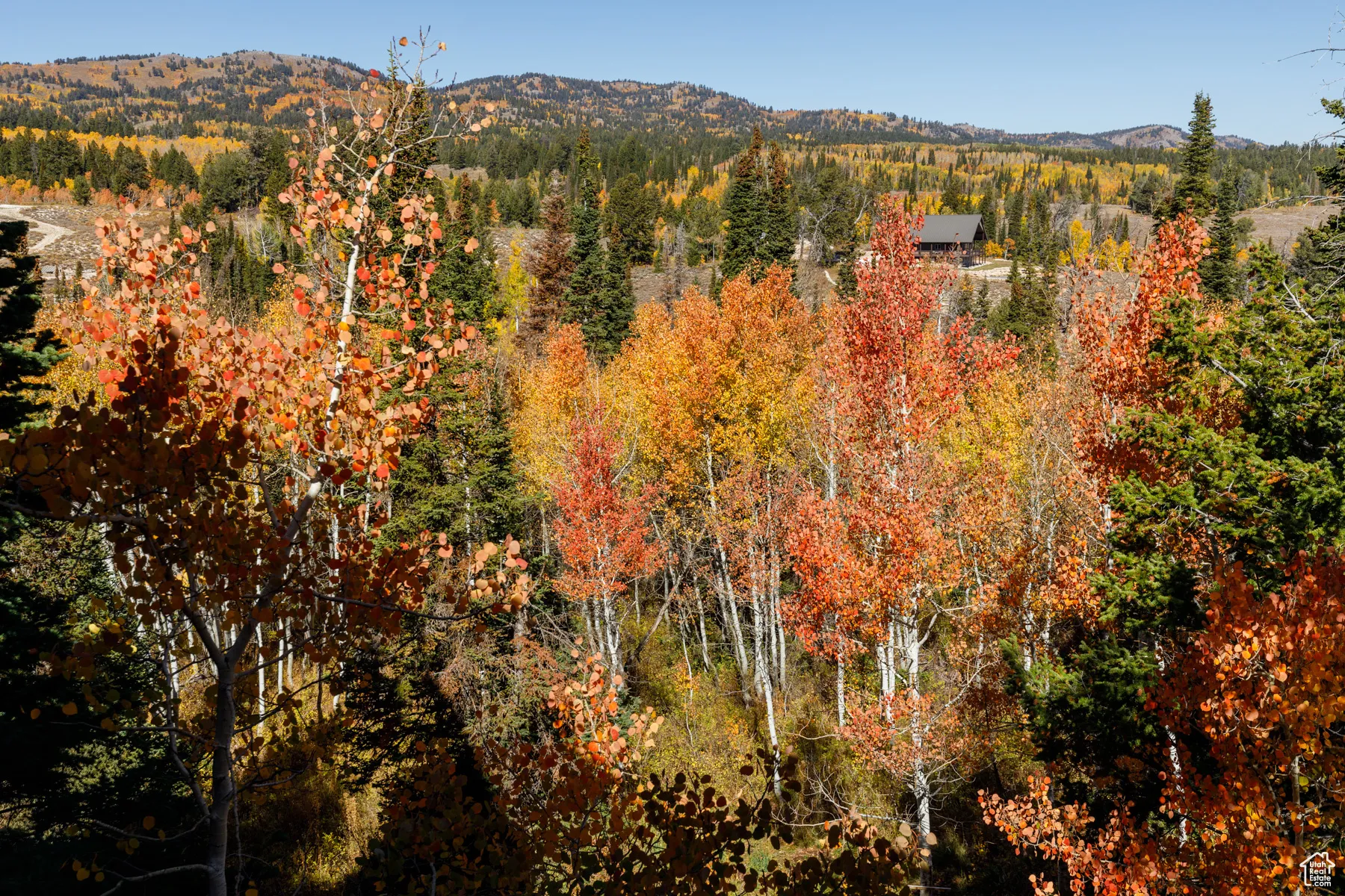 View of mountain background with a forest