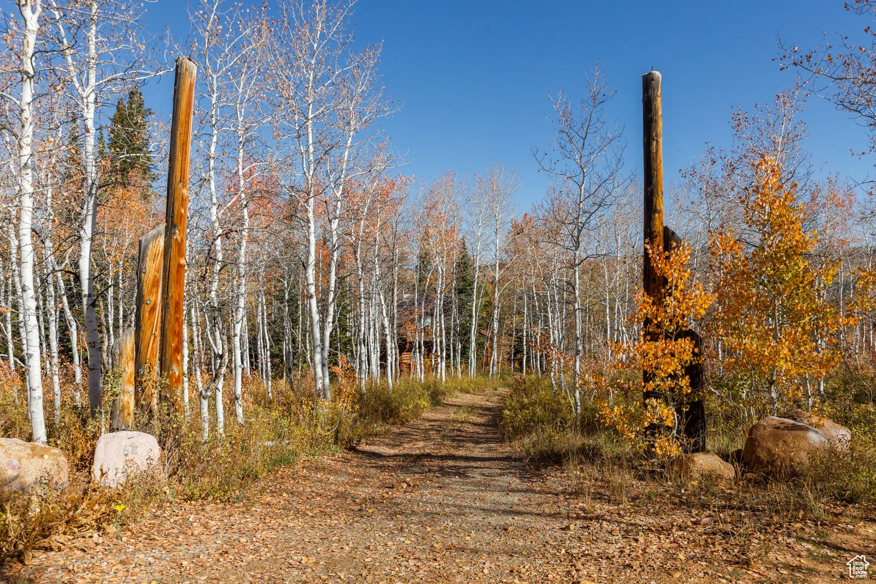 View of road featuring a wooded view