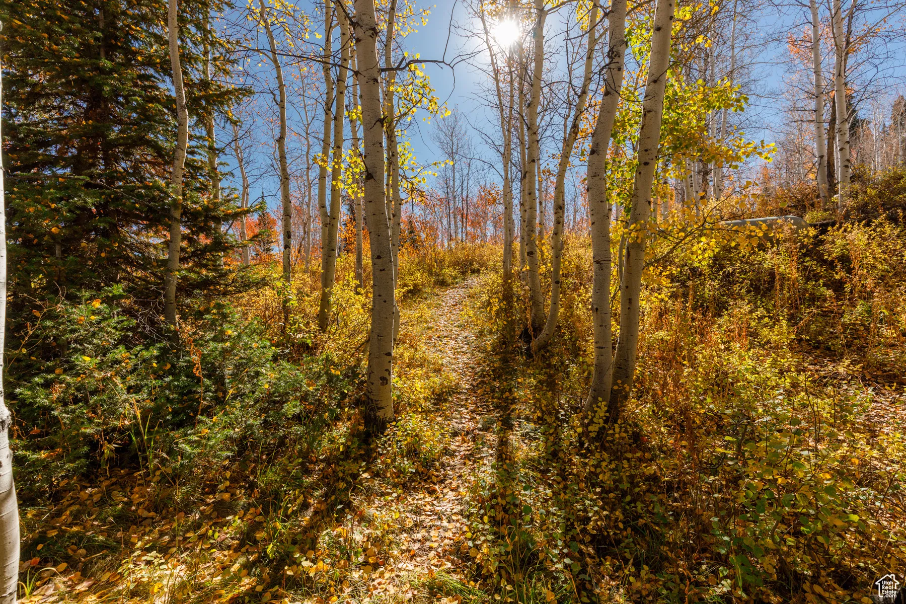 View of tree filled area