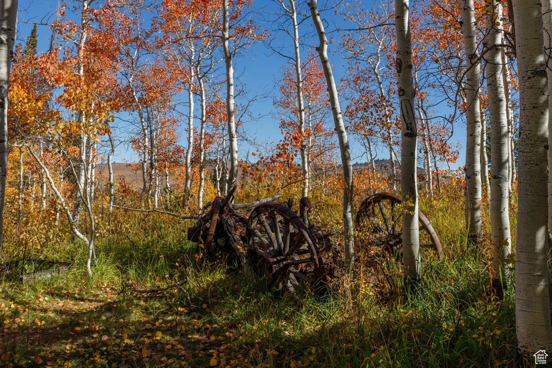 View of local wilderness
